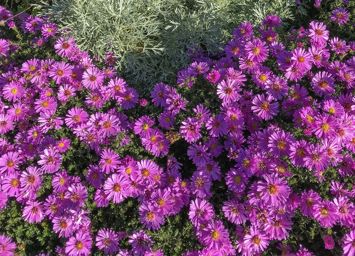 Aster dumosus 'Rosenwichtel'